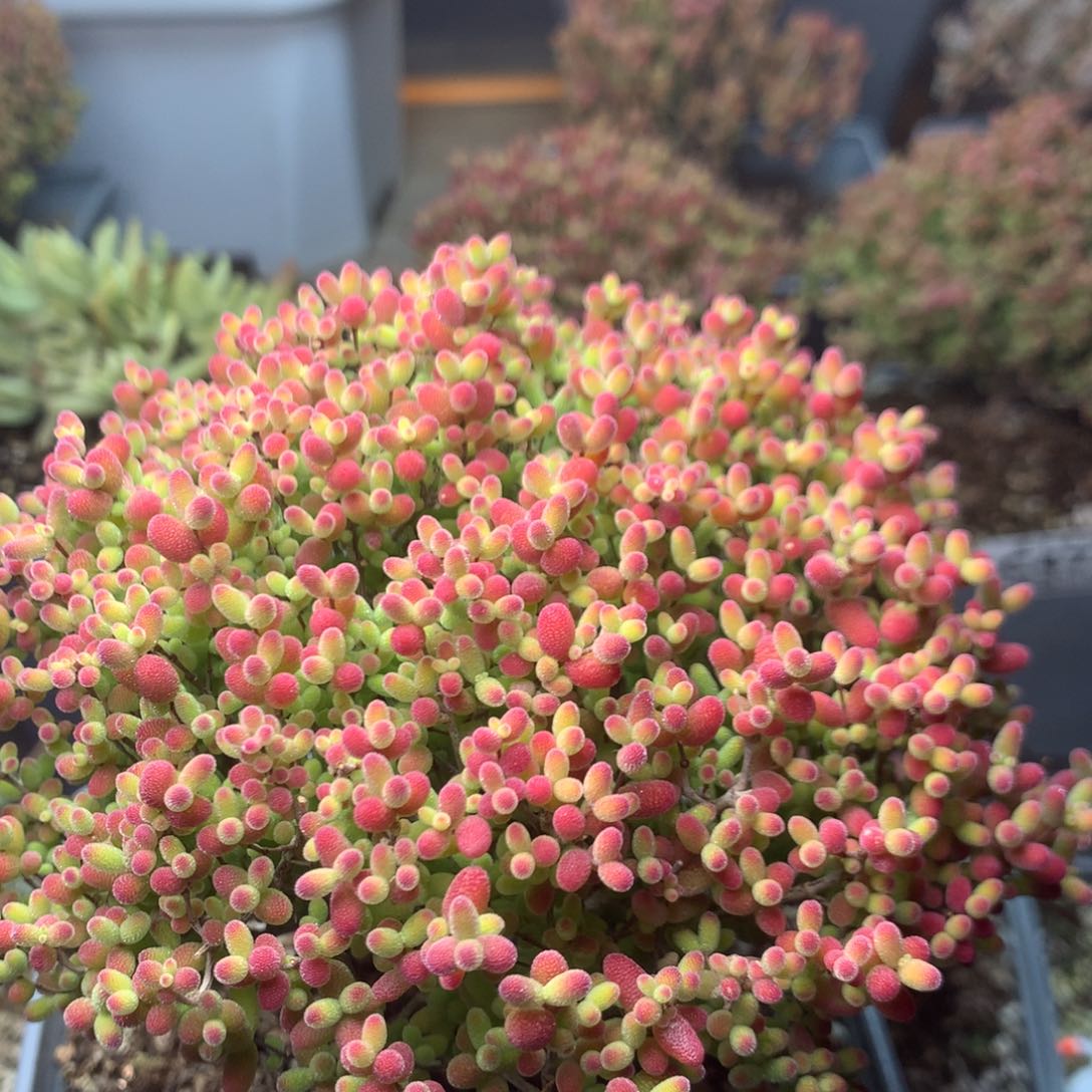 c351蜜橘糖球枝干番杏