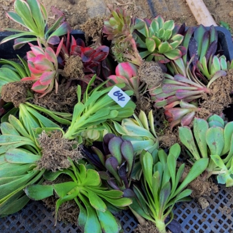 20个单头苗组合不售后64多肉