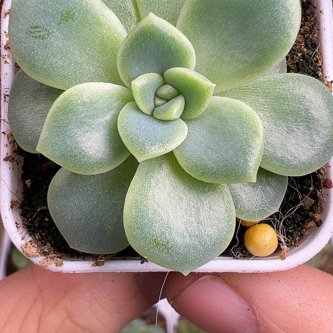 803甜心多肉大单头