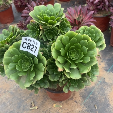 827绿羊绒不包断枝