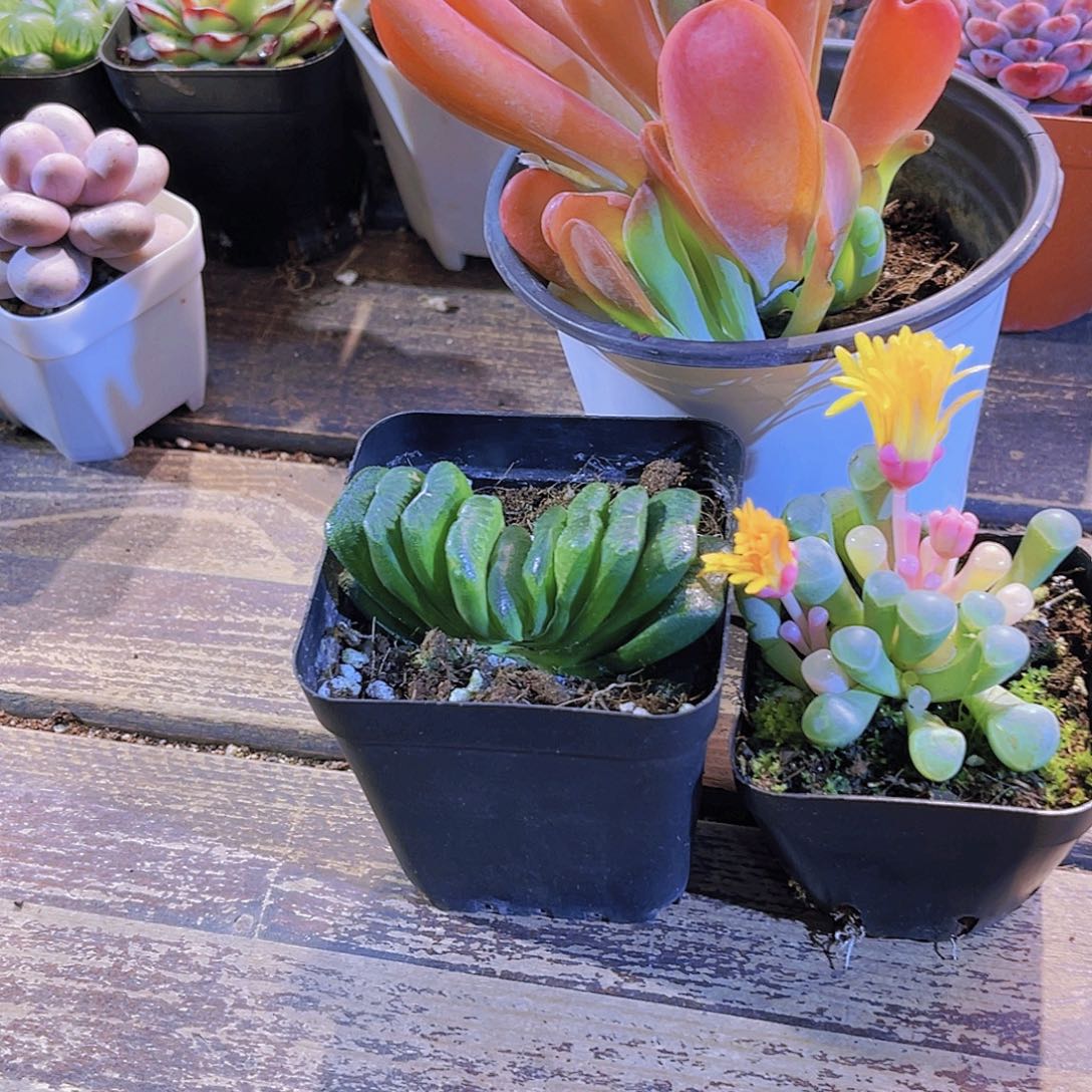 火狐狸。五千。五十铃锦