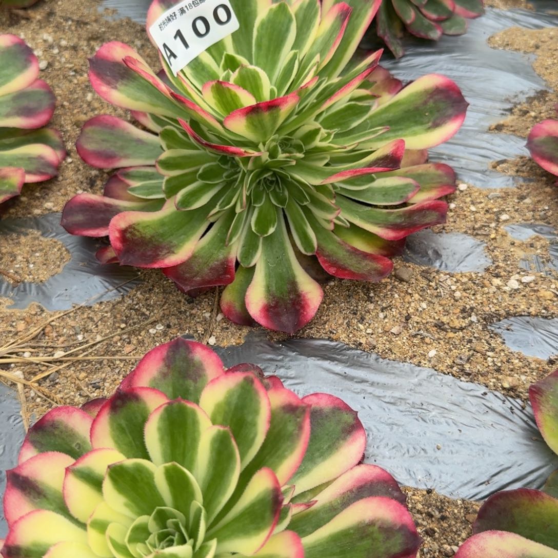 ꧁***꧂100海棠到秋。多肉植物