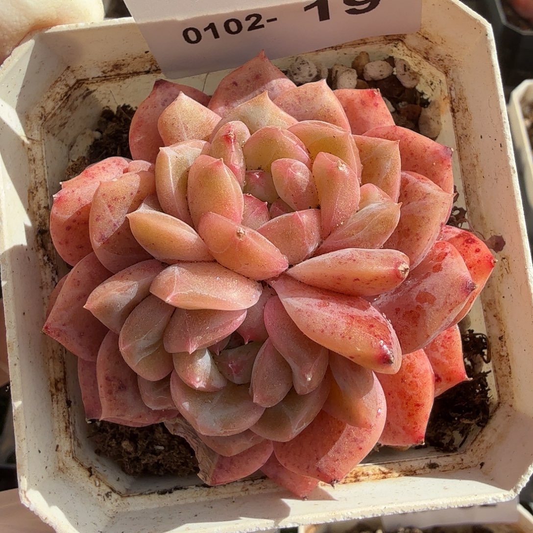 0102-19多肉一物一拍
