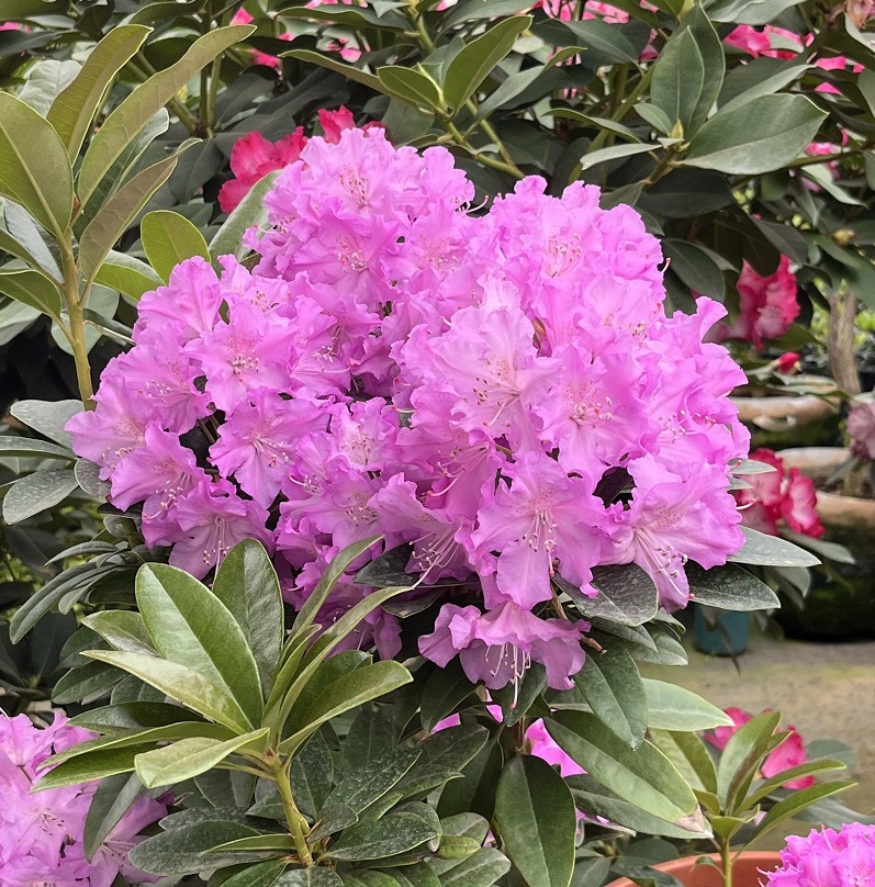 【薰衣草王子】带花苞发货 耐寒耐热 高端庭院盆栽 木本花卉 年宵花