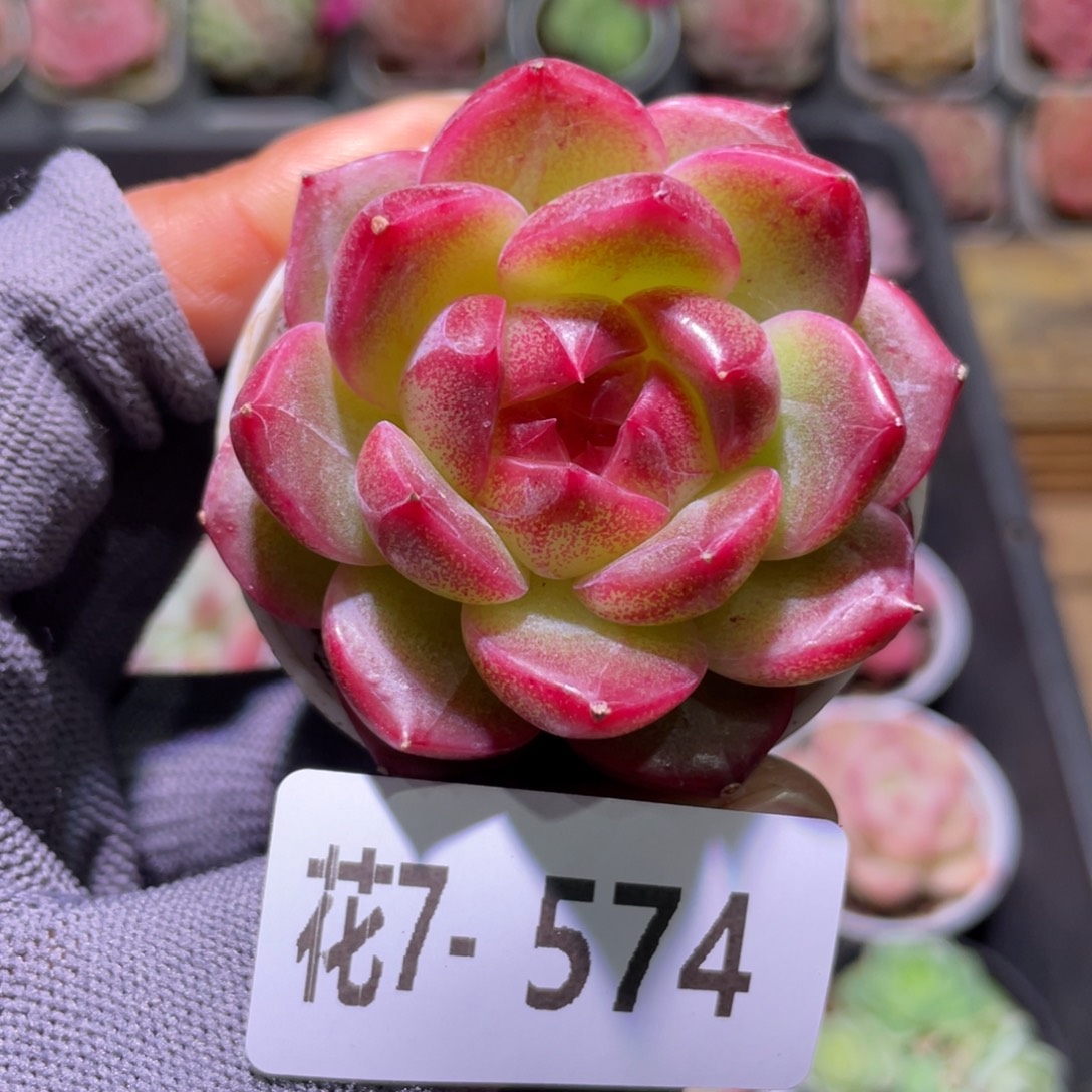 花利美7-574糖心 