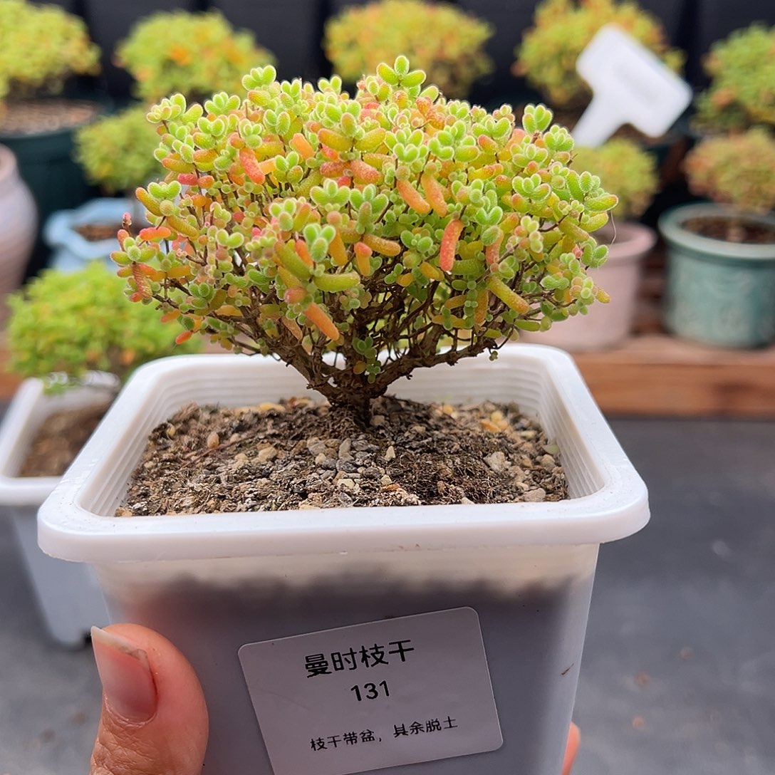 131号密橘糖球12.2多肉9公分