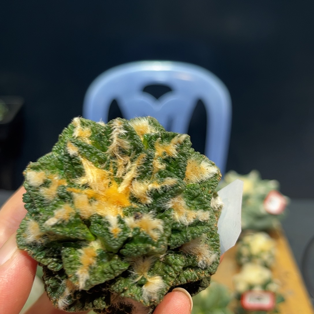 14号自根哥斯拉辛盾