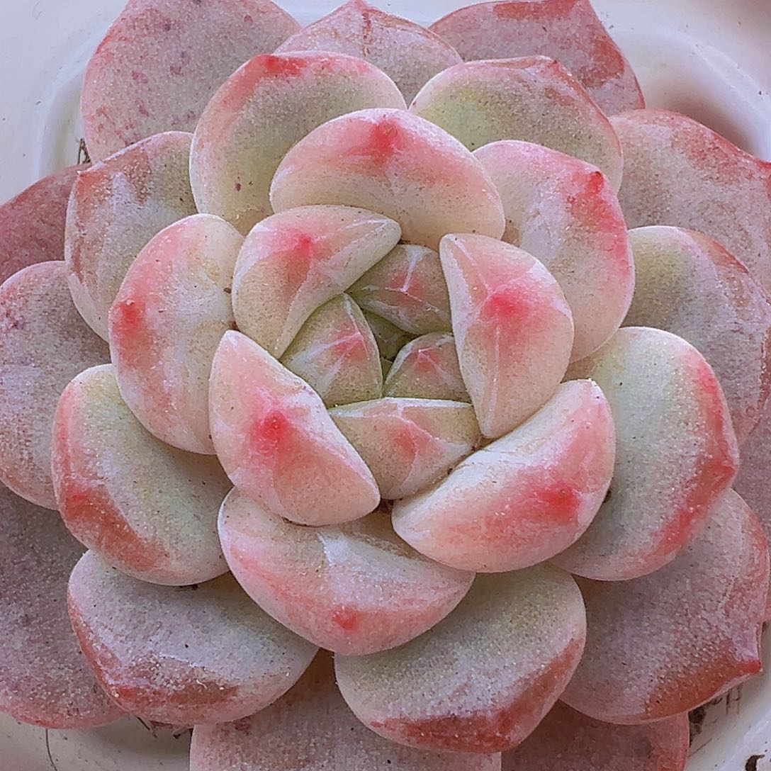 黛玉19包邮多肉植物