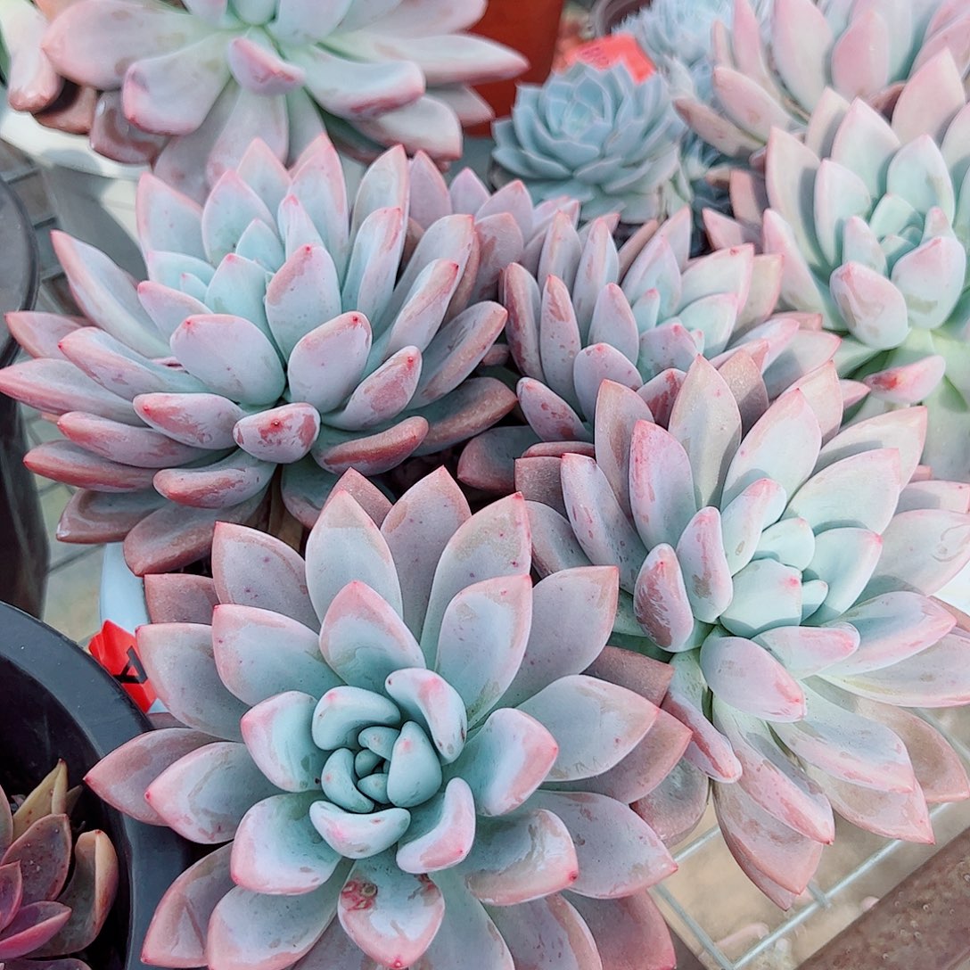 奥普琳娜超级大多头群生精品特价