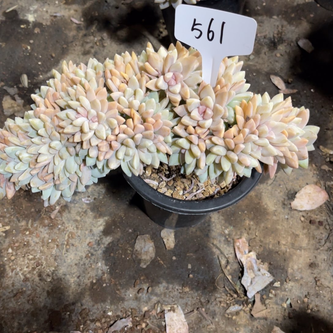 新***兔老阿姨花卉一物一拍561