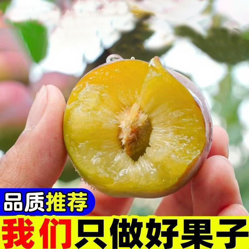 新鲜现摘李子应季水果酸甜可口批发