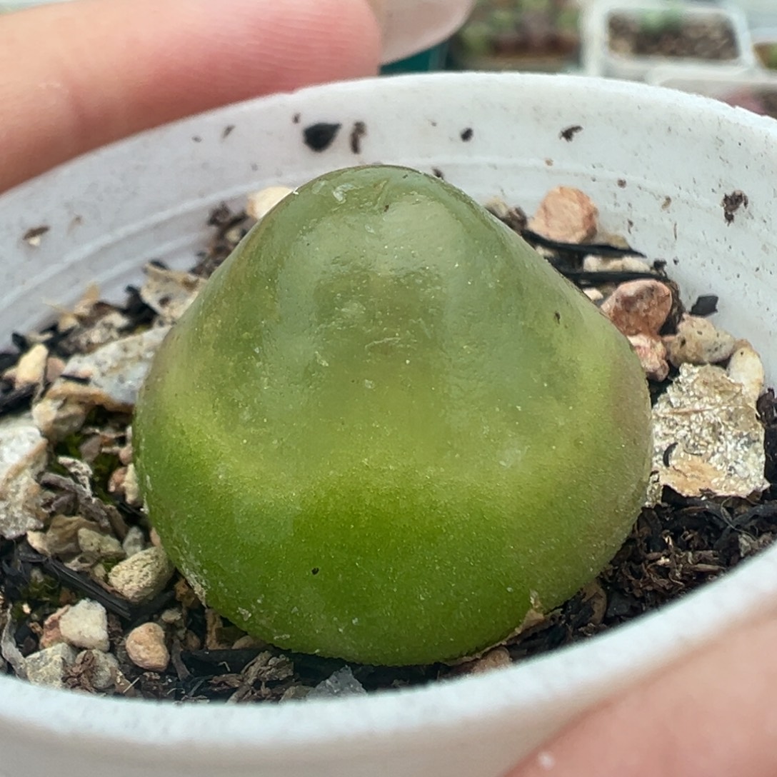 114灯泡带盆土发货