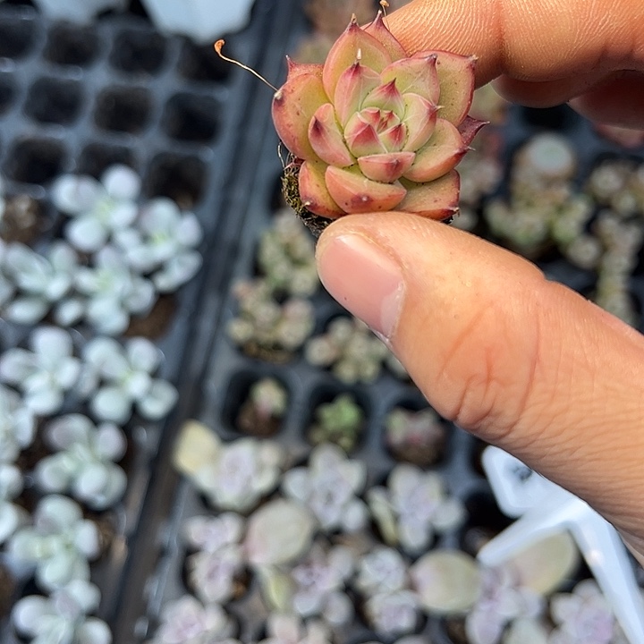 沙漠骆驼 满10颗包邮