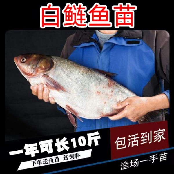 白鲢鱼淡水活体养殖宠物观赏鱼