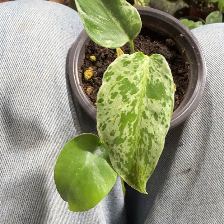 无花朵第三颗妙蛙种子龟背竹