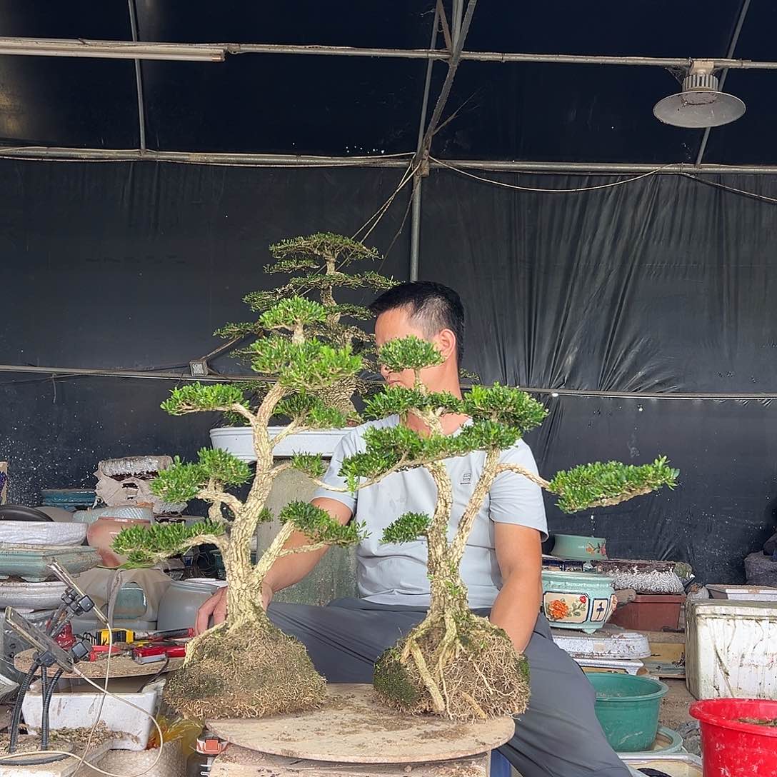 无花朵花*广东雀舌黄杨盆景