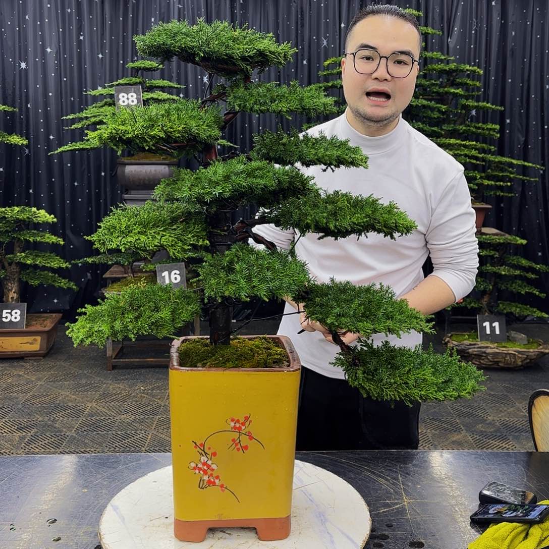 龙爪松高端造型盆景