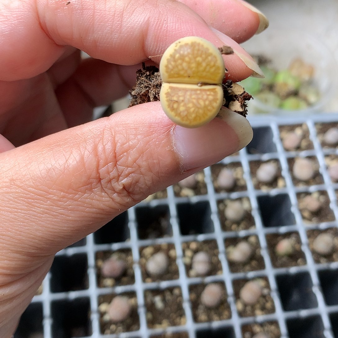 浅*G64多肉植物保护