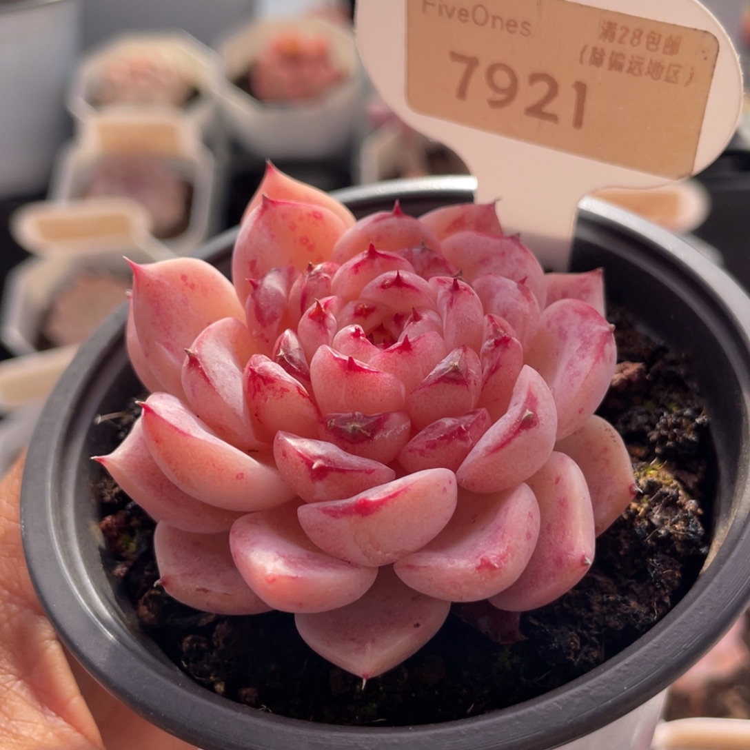 天鹅绒7921-6.5厘米