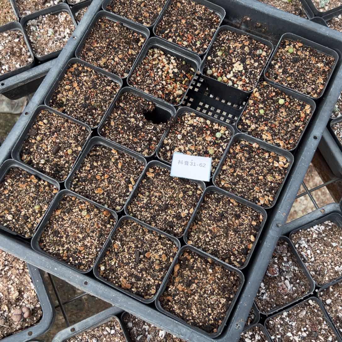 懒***31-62肉锥多肉植物，