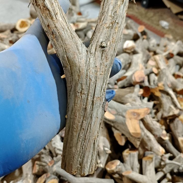 孤***烟香榧木崖柏原叉崖柏原叉崖柏原叉