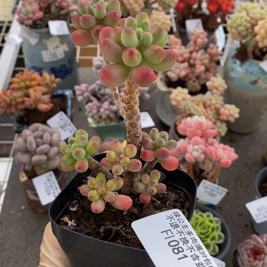 派大星081/8cm的肉