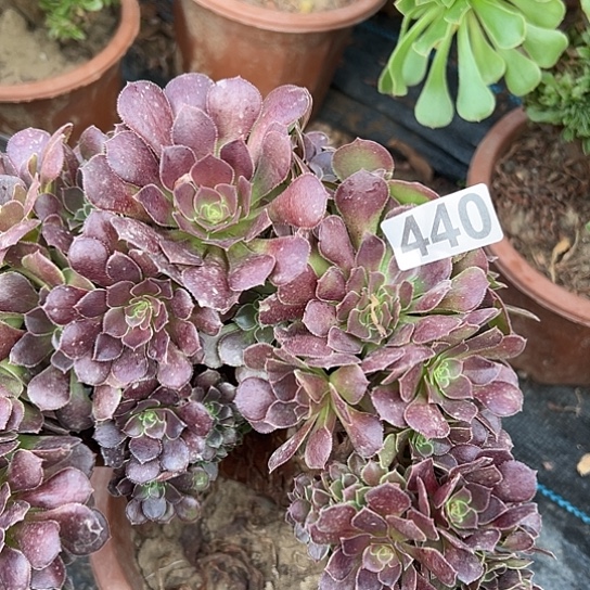 平***淡多肉植物一个微瑕440