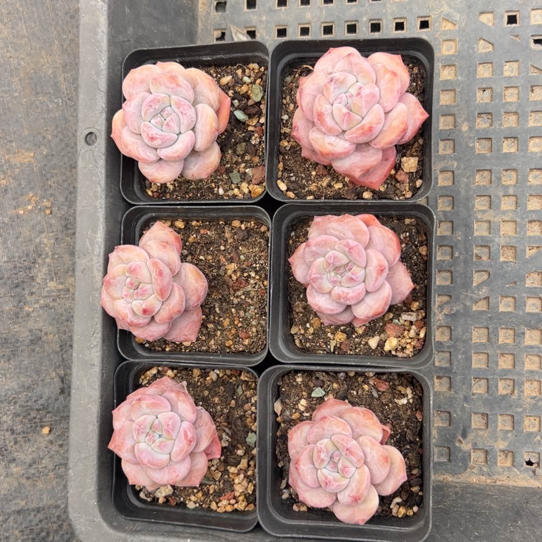 6个紫梦露00000000