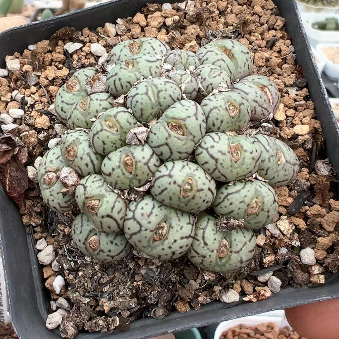 枝纹安贞25头 多肉肉锥