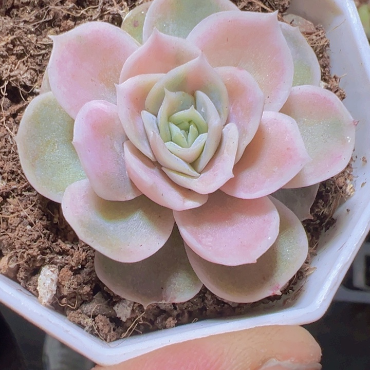 蓝色惊喜锦精品多肉植物