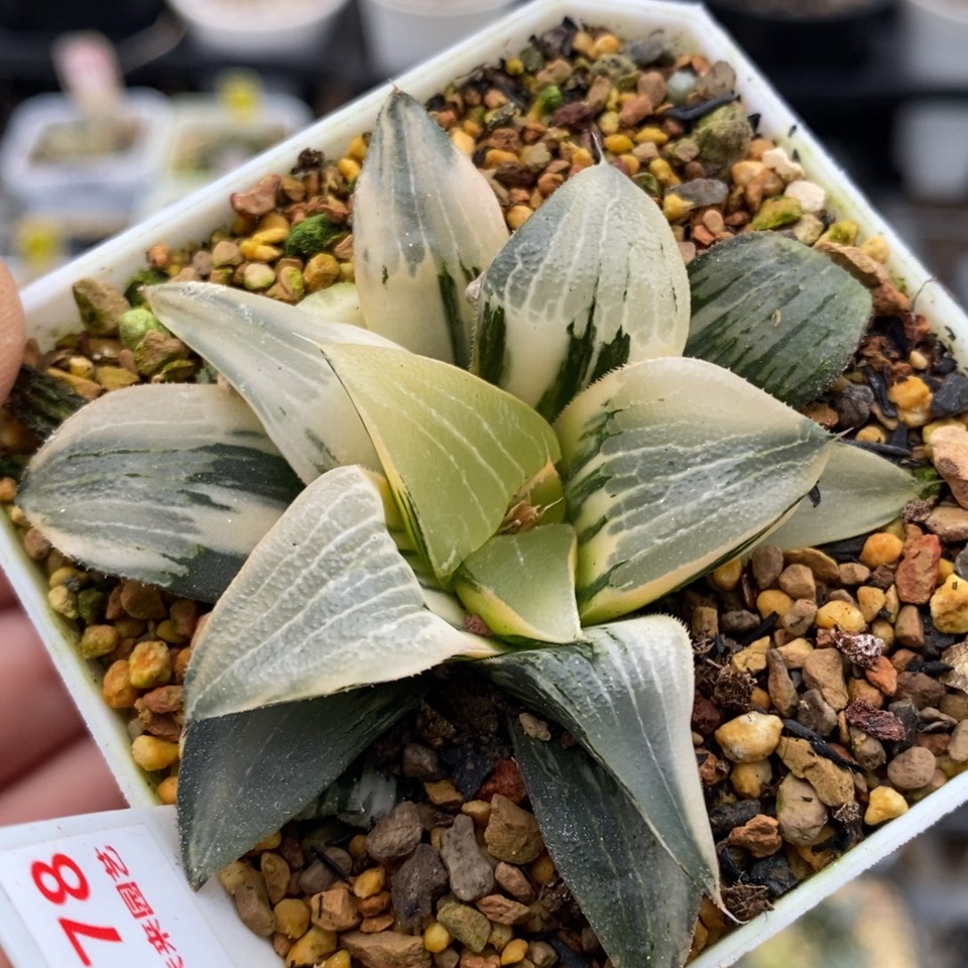 778号裹克实生锦多肉