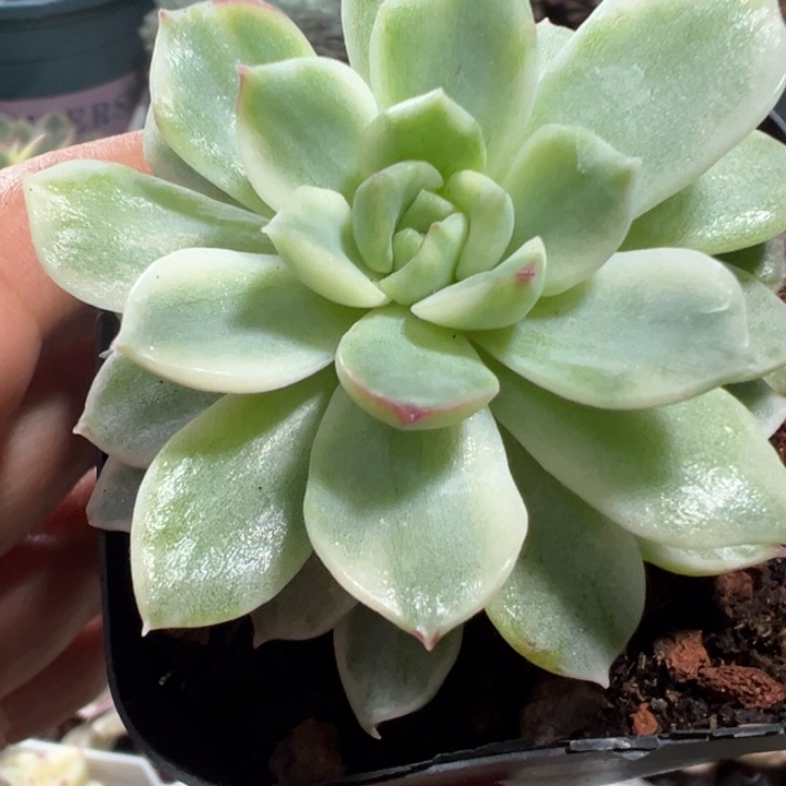 麦秆锦多肉植物多肉555