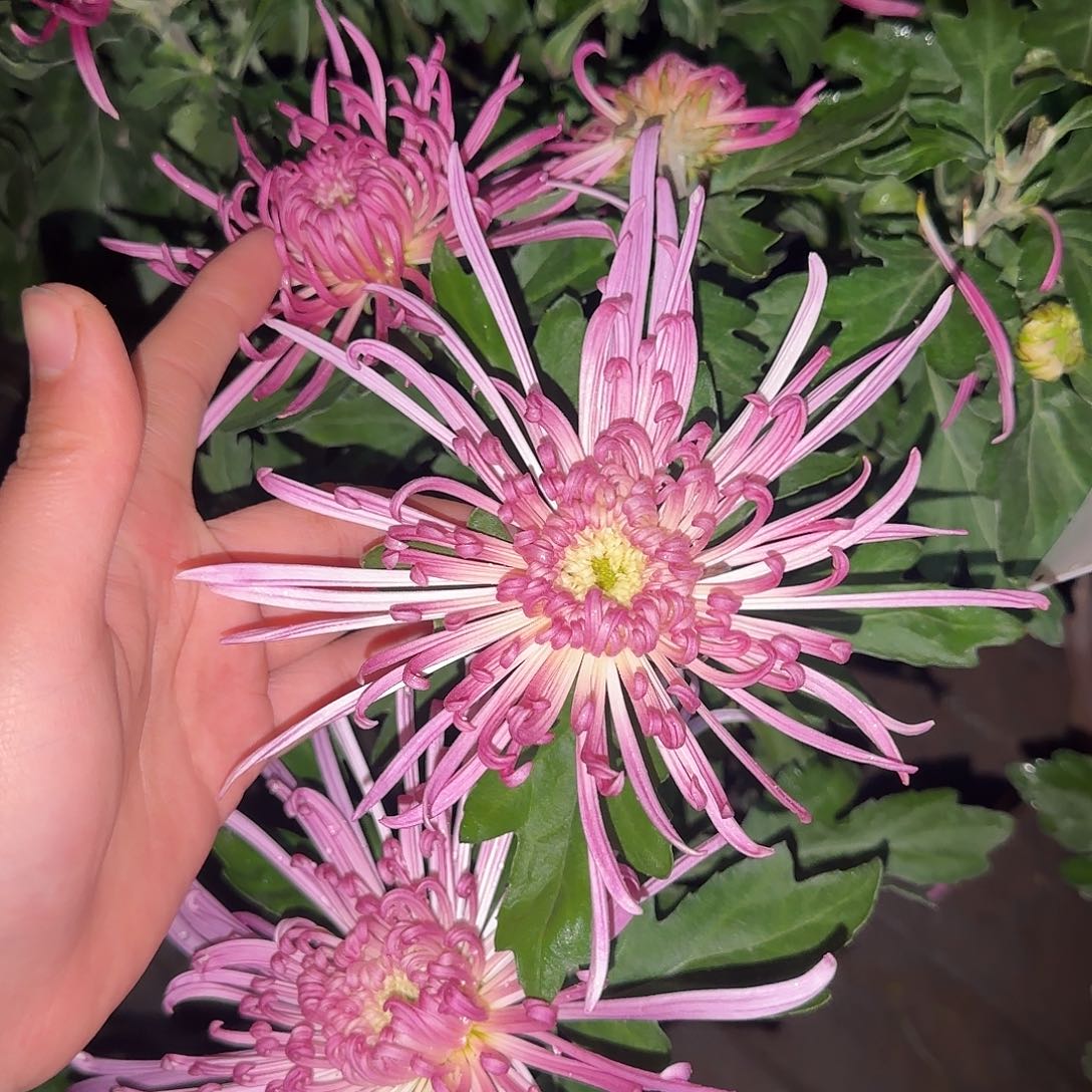 全部花朵貂蝉半月两加仑一颗