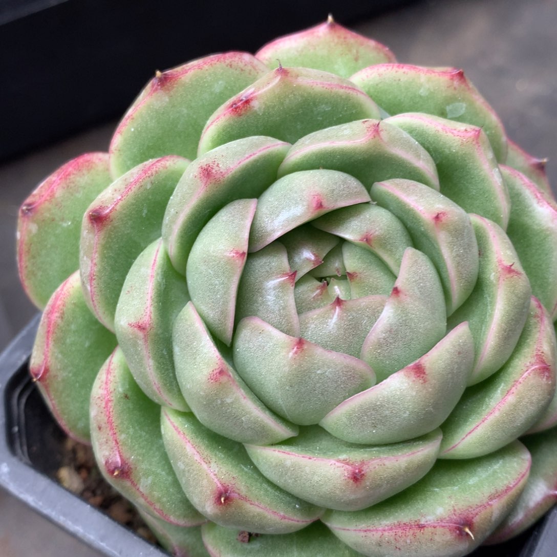 0309-110 麦杆优选