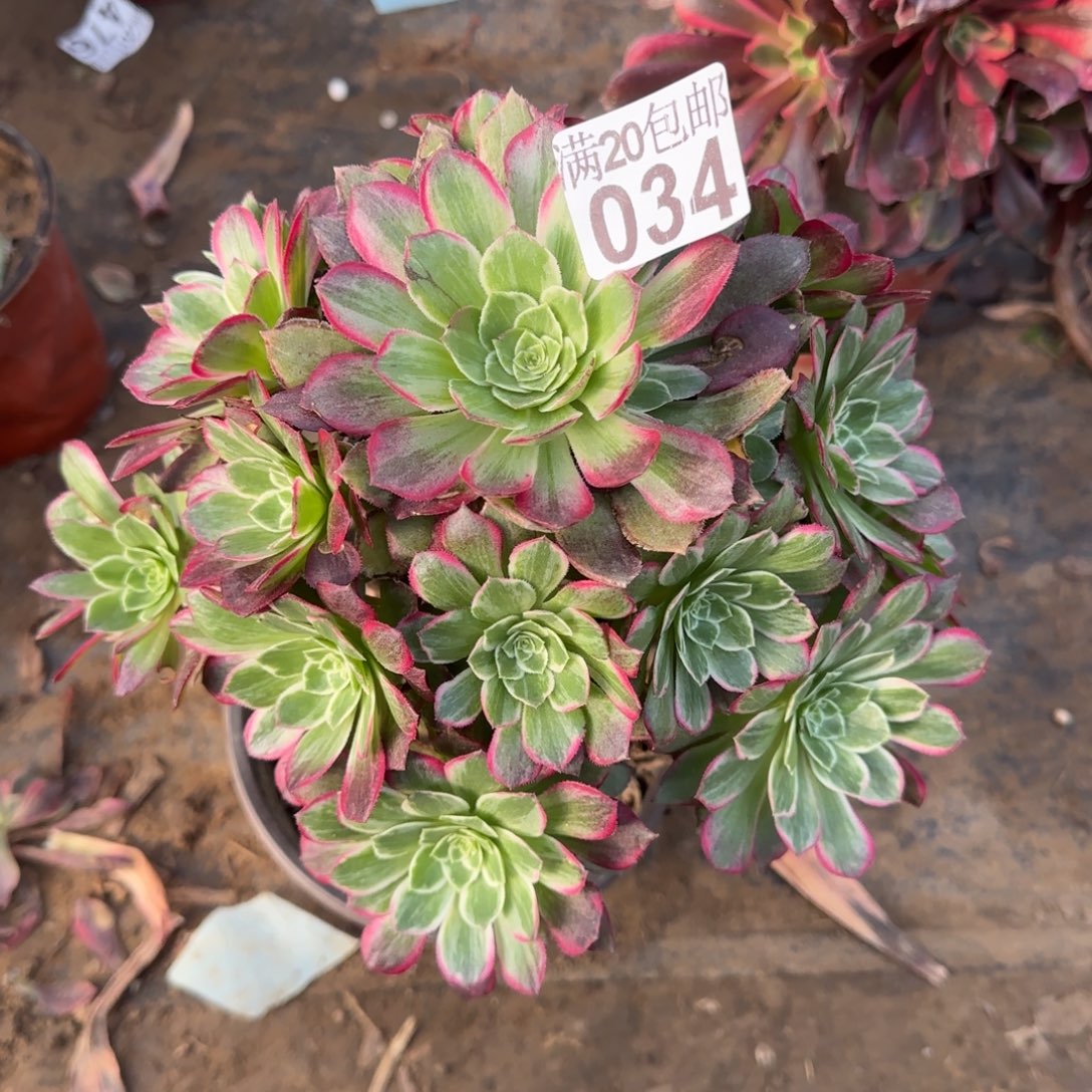 莲花034满20包邮断枝不包