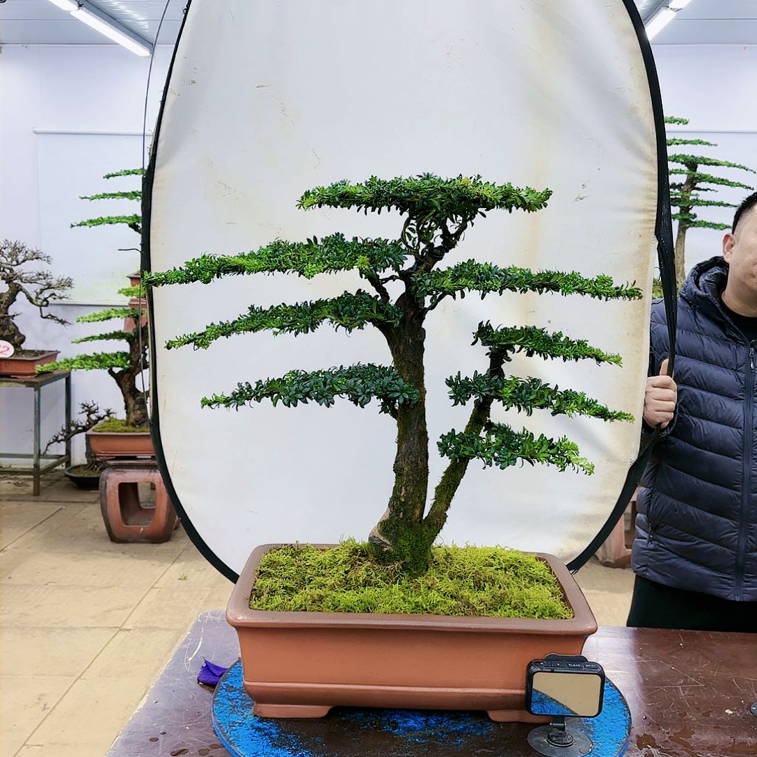 盆景欢迎大家一起来捡漏