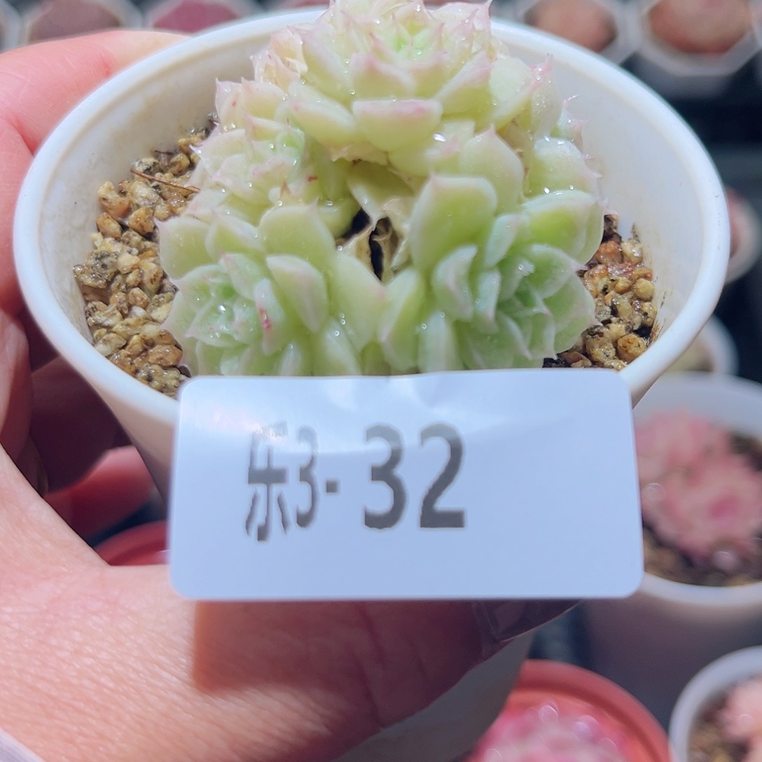 乐3-32 麦秆群不包整