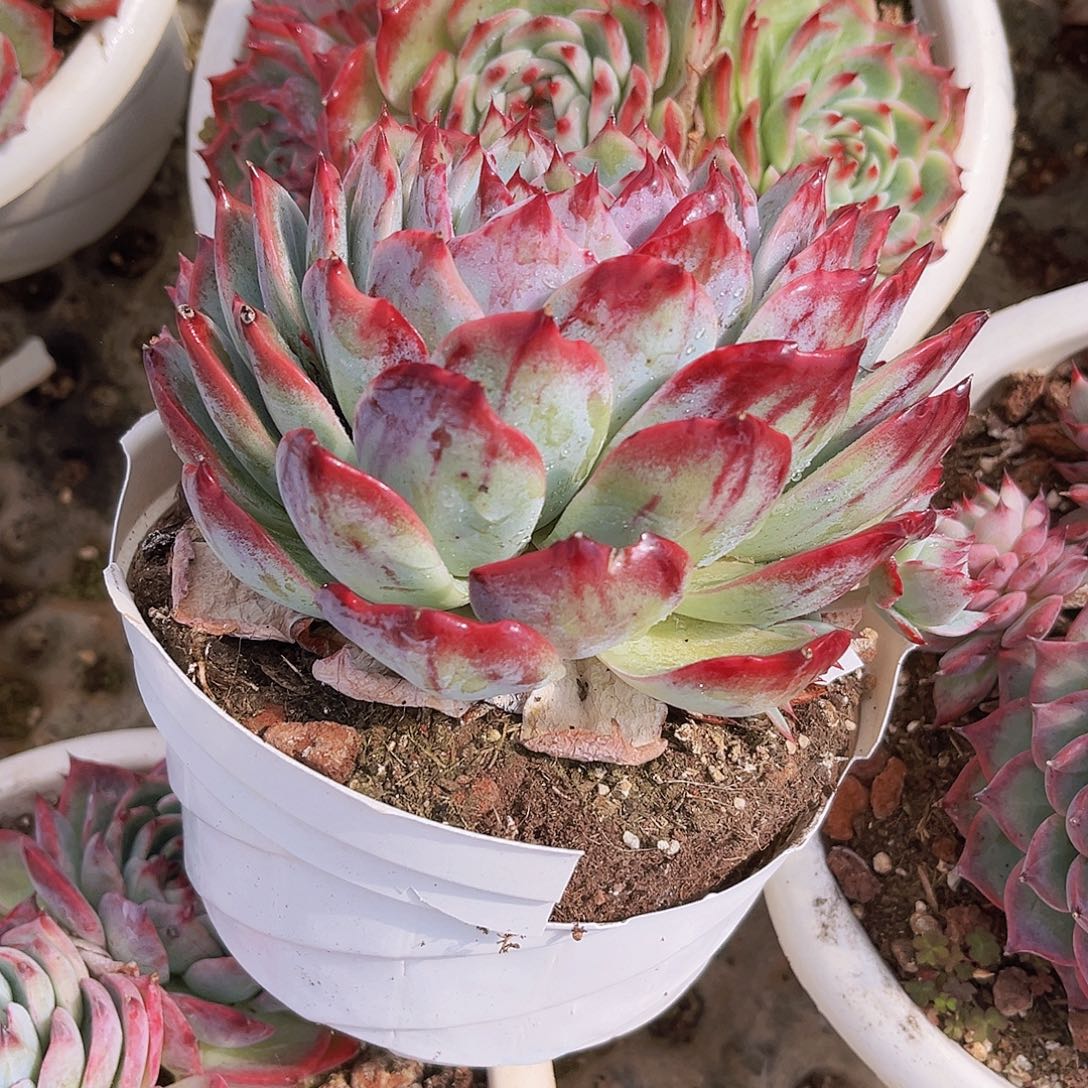 半***～半亩花田9999999999