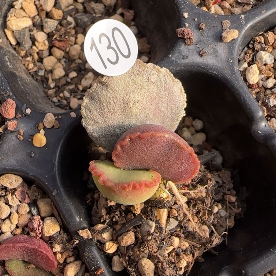 萧*糖墩儿水泡多肉植物130