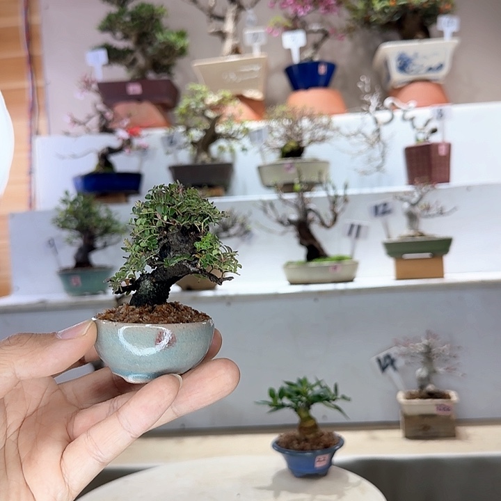 名古屋姬山椒盆栽