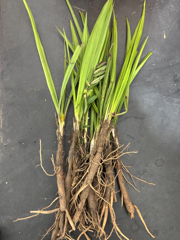 仙茅贵州高山仙茅500克包邮