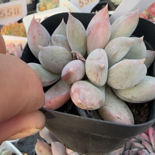 532奶油公主一物一拍多肉