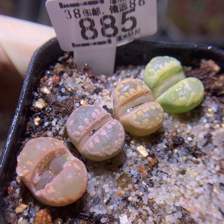 Sss精品生石花885服