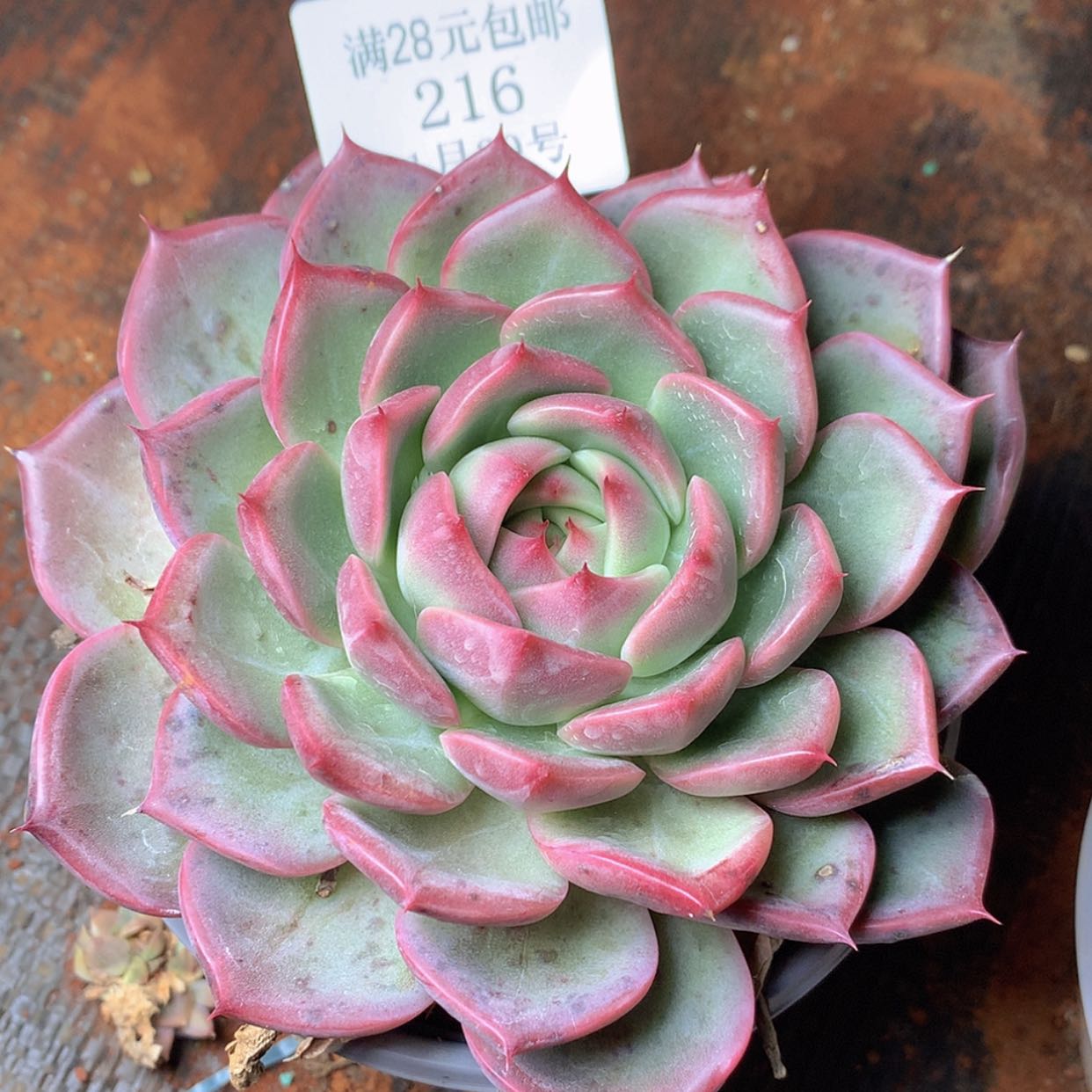 【闪购商品】云216号