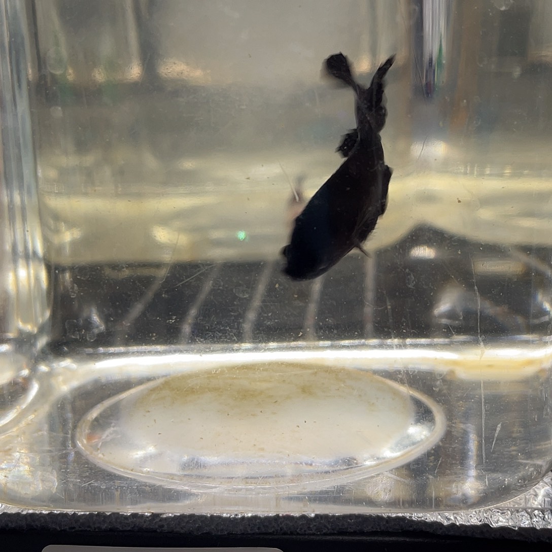 斗鱼12.6 超黑将军 090