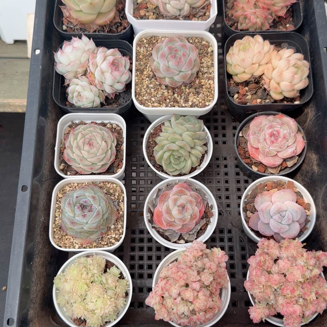 框拍框拍0219-147