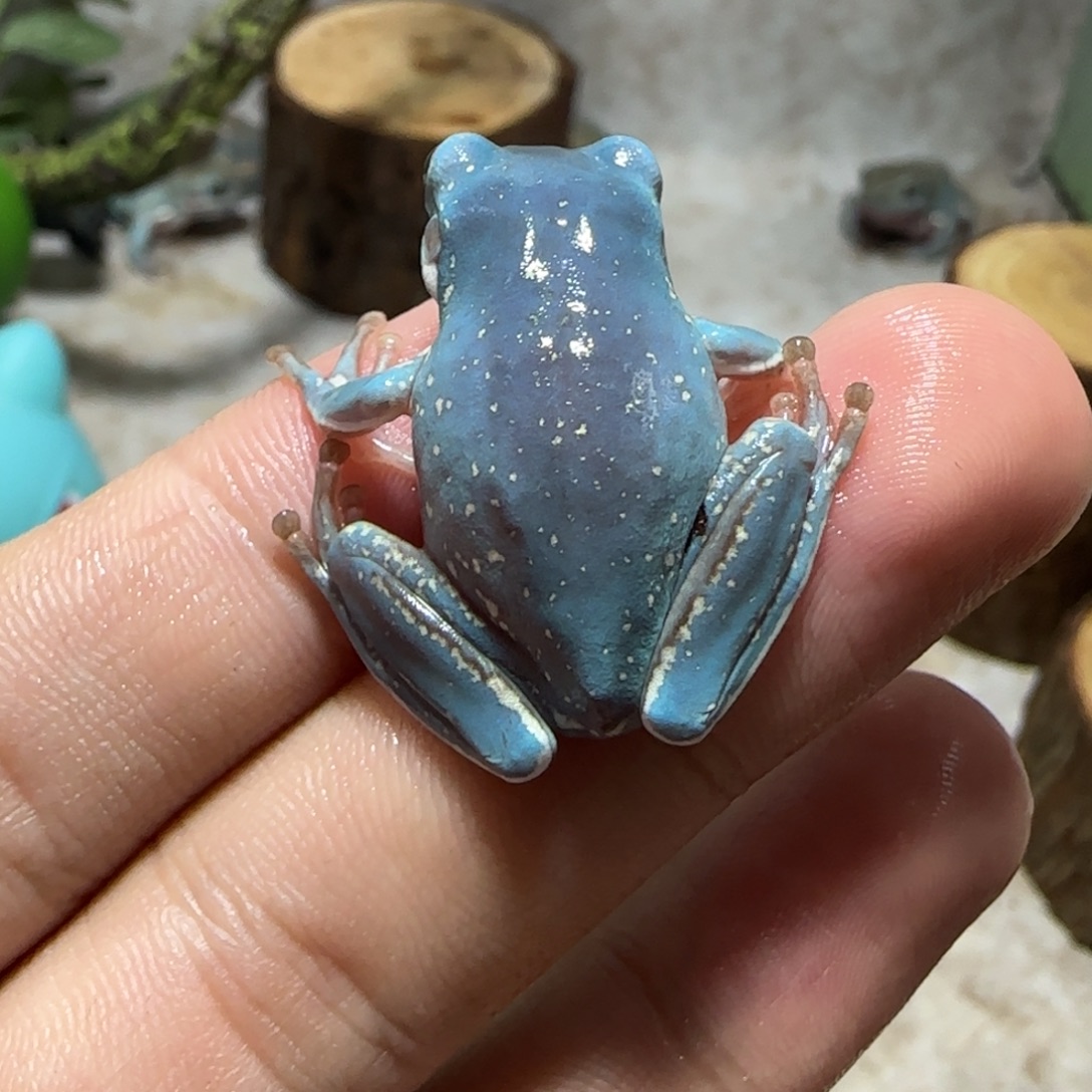 老爷树蛙9 魔鬼蓝微雪