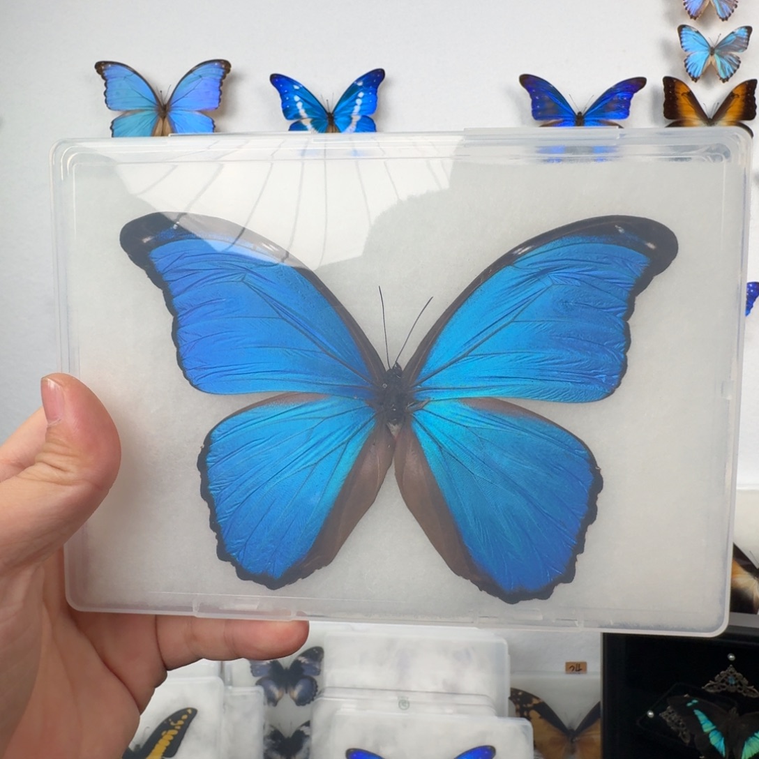 大蓝66666666666666