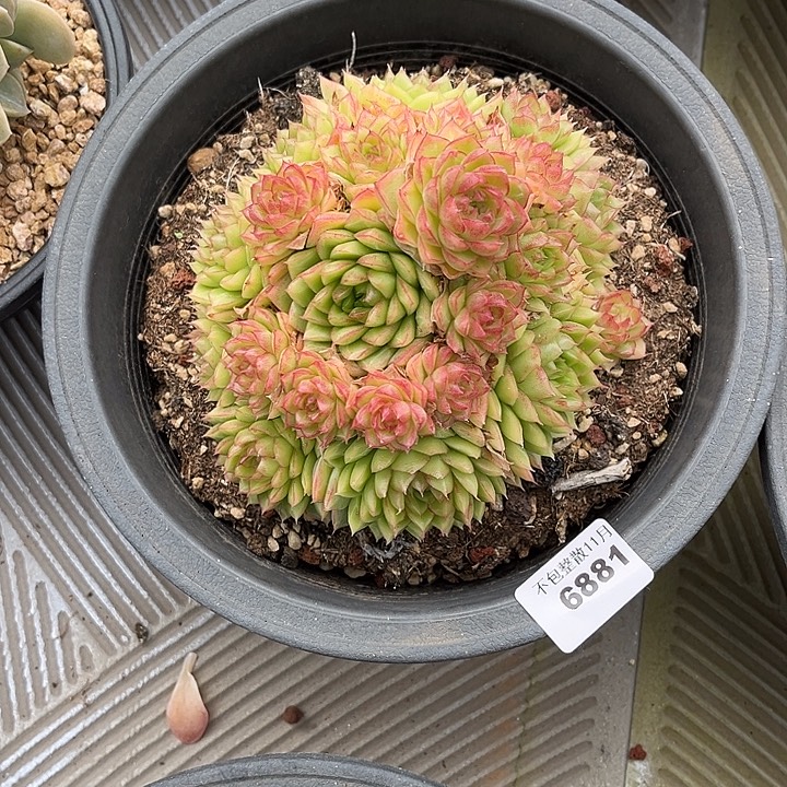 是***呀阿雅园艺。       6881女王