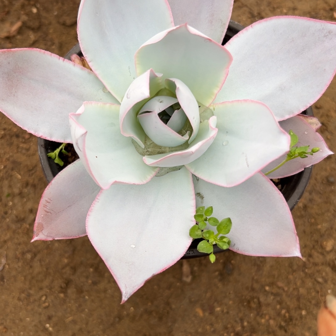 多头中央音乐学院中文系